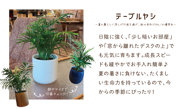 テーブルヤシ