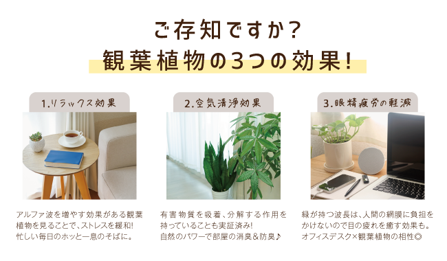 観葉植物3つの効果!
