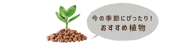 おすすめ植物